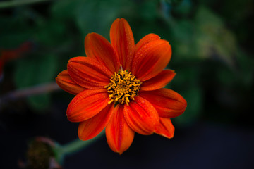 庭に咲いていた花（Flowers in the garden）