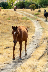 Horses on meadows in Sierra Nevada mountrains, Andalusia, Spain