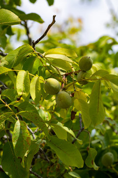 Green unripe walnuts on tree in garden