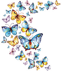 blue butterflies fly