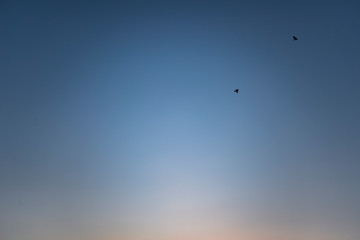 朝焼けの空と空を飛ぶ鳥（Sunrise sky and birds flying in the sky）