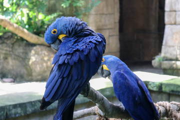 Blue Parrots Hyacinth Macaw birds at Moody Gardens Galvestion Texas