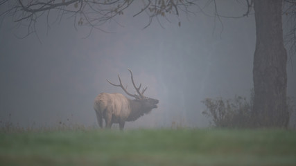 Obraz premium A Bull Elk bugling on a mist morning.