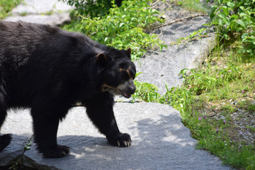 Brillenbär