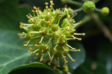 Fragrant flower with five-pointed structure similar molecular structure