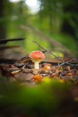 Beautiful fly Amanita mushroom in the forest in front of blurry background (vertical)