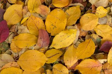 A pile of autumn yellow, brown, orange and red leaves fallen from an apple tree and lying on the ground photographed from above on an autumn fine day.  Natural, organic background.