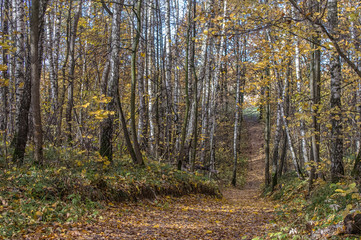 Fototapeta premium Landscape of autumn, mixed forest in the southeast of the Moscow region