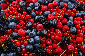 Blackberry, raspberry, blueberry,  red currant and mint background.