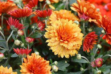 Red orange Korean chrysanthemum. Hardy chrysanthemums. Chrysanthemum koreanum.  Background with...