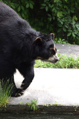 Brillenbär