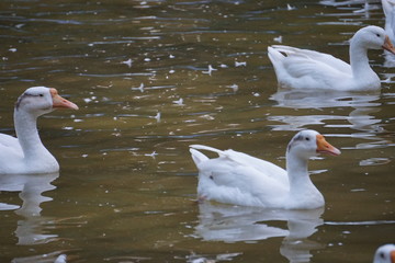 white ducks in a pound