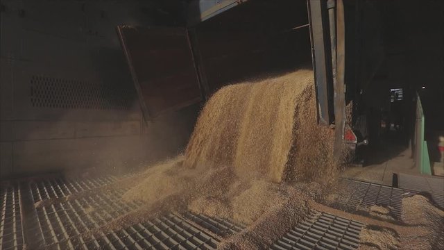 A lot of wheat in the warehouse. Unloading wheat from a truck to a silo