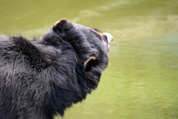 Brillenbär