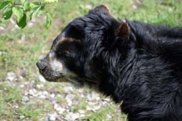 Brillenbär