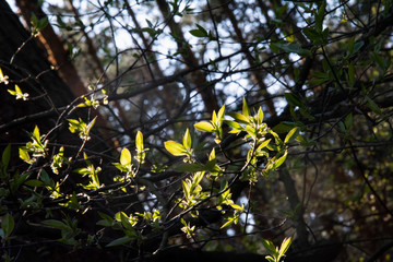 oświetlone liście © panoramix777