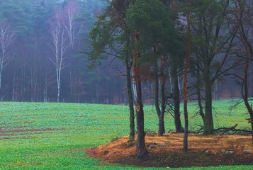 wyspa drzew © Piotr