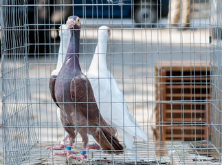 pigeon of English Carrier breed in a cage for a bird show in Ukraine