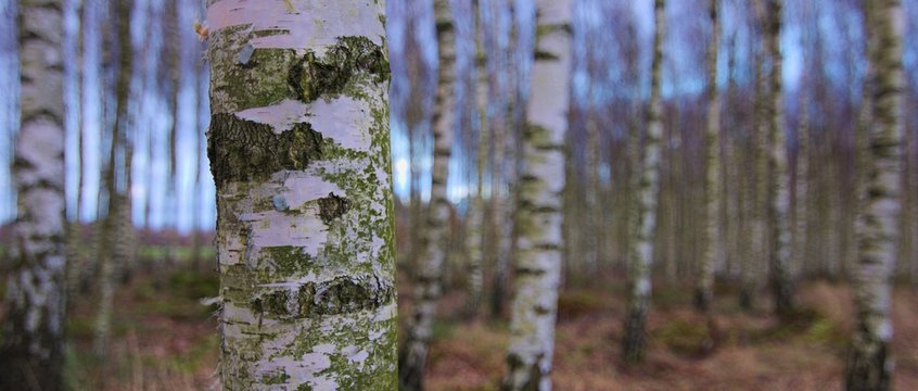 「Brzozy」の写真素材 1,826件の無料イラスト画像 Adobe Stock