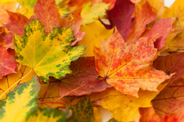 Beautiful colors of autumn. Scattered colorful maple leaves. Concept of season background.