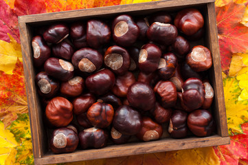Beautiful colors of autumn. Top view of wooden box filled with brown and shiny chestnuts. Colorful maple leaves frame.