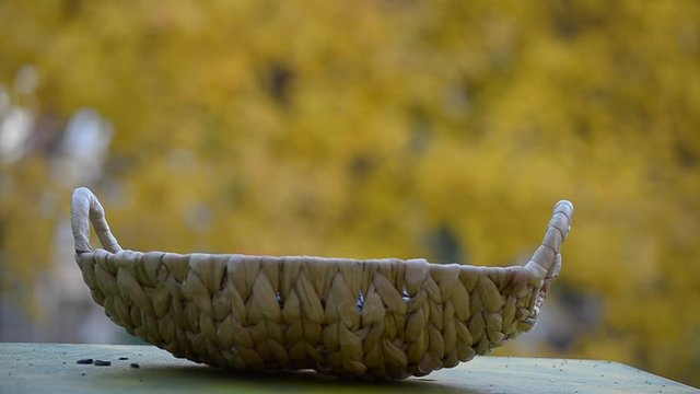 Autumn and the birds of the tit flew into the feeder. Defocused Golden autumn background, selective focus.