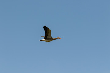 Fliegende Graugans