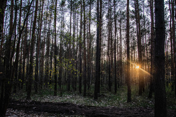 zachód słońca w lesie