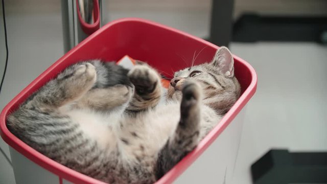 Kitten in a trash can cuddling 4K. Long shot close-up of young cat in focus sleeping inside the red trash can.