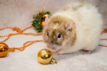 White and yellow rat on fur background with New Year tree, orange balls, sniffing ball, symbol of the year 2020