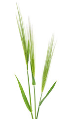 Green ears of barley on a white background