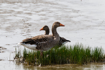 Gänse rasten am Elbeufer bei Glückstadt