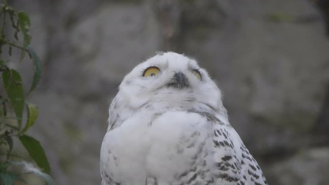 Snowy owl Bubo scandiacus or Nyctea scandiaca sitting on a stick.