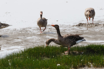 Gänse rasten am Elbeufer bei Niedrigwasser