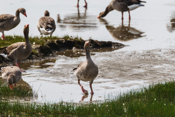 Gänse rasten am Elbeufer bei Niedrigwasser
