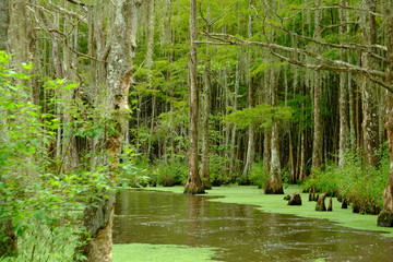 Alligatori del Mississippi