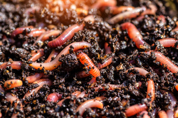 Many living earthworms for fishing in the soil, background
