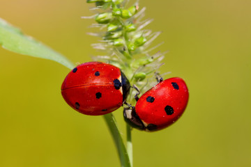 ladybug on green leaf