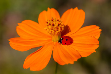 Ladybug on flower
