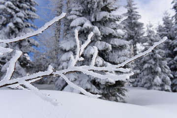 snow covered pine trees