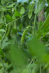 Obraz premium petits pois