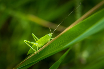 Fototapeta premium Cute emerald green grasshoper on green grass blade