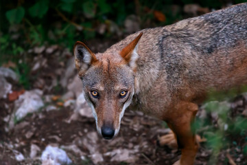 Wolf portrait in the foreground.