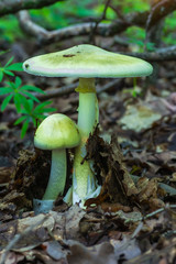 Amanita phalloides poisonous mushroom