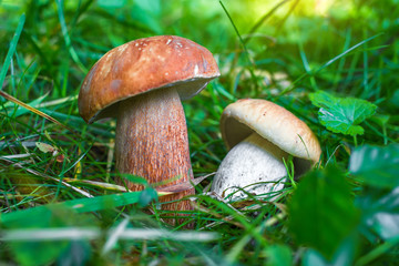 Edible mushrooms in a forest on green background. Boletus edulis. Autumn Cep Mushrooms.