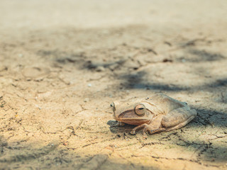Brown tree frog sitting on a dry dirt ground with copy space