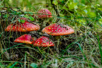 A family of red toadstools in a forest glade.Toadstool mushroom, isolated, closeup in the...