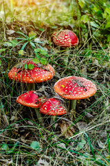 A family of red toadstools in a forest glade.Toadstool mushroom, isolated, closeup in the grass.Amanita Muscaria.