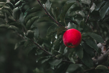 red apples on a tree