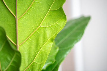 Fiddle Fig Leaf